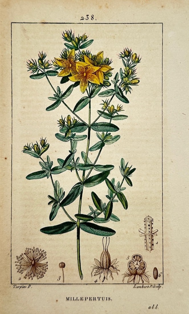 Pierre Jean François Turpin – Botanical Study of Millepertuis (St. John's Wort): "Millepertuis" illustrates a detailed botanical study documenting the St. John's wort plant, capturing a broad overview of the species through an upright branched stem with opposite oblong leaves, num