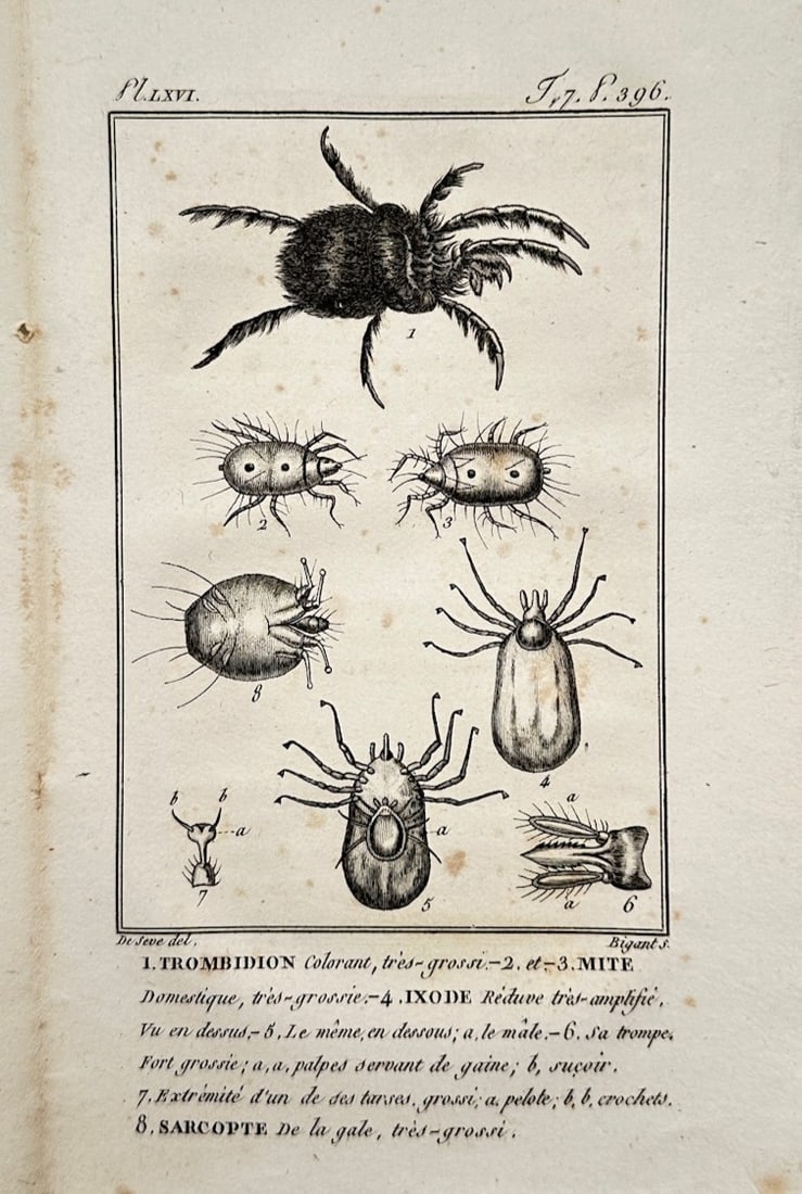 Georges-Louis Leclerc, Comte de Buffon – Entomological Study of Mites and Ticks (1 of 2)