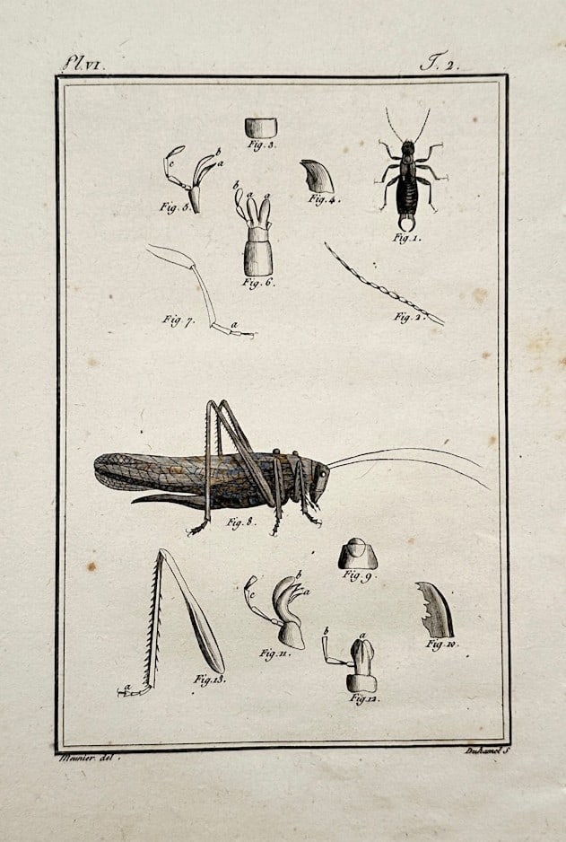 Georges-Louis Leclerc, Comte de Buffon – Entomological Study of a Grasshopper and an Earwig (1 of 2)