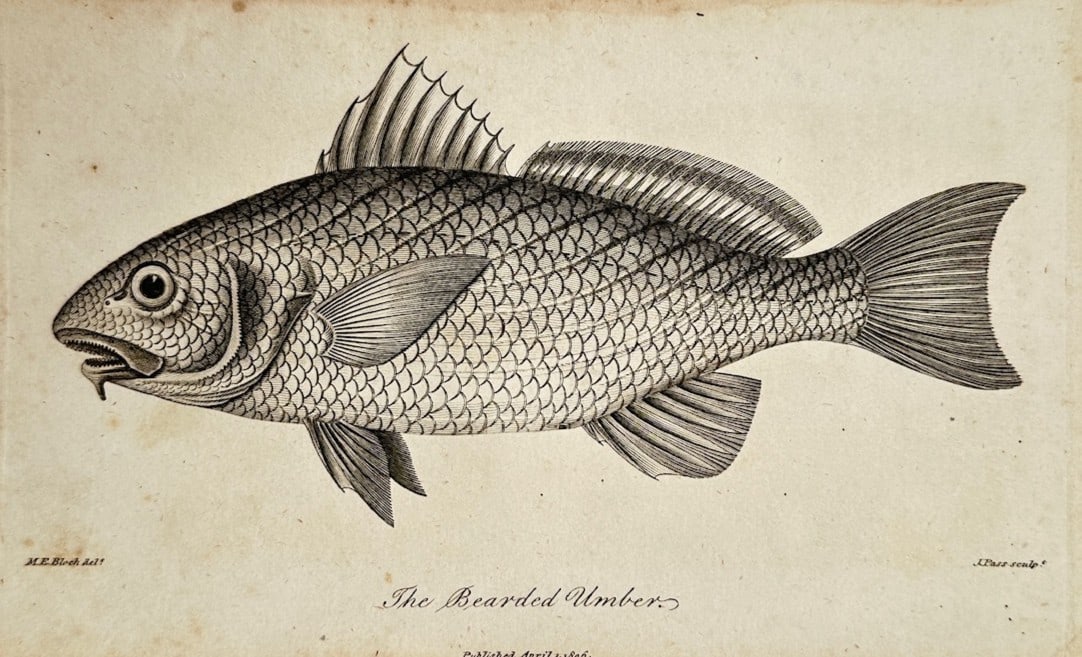 Marcus Elieser Bloch (1723–1799) – Ichthyological Study of The Bearded Umber – Copper: "The Bearded Umber" illustrates a detailed scientific study documenting a single specimen of the bearded umber fish, capturing a broad overview of its anatomical features including a heavily scaled fu