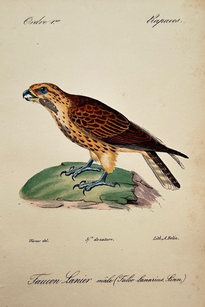 Jean-Charles Werner – Ornithological Study of a Lanner Falcon (Faucon Lanier male) (1 of 2)