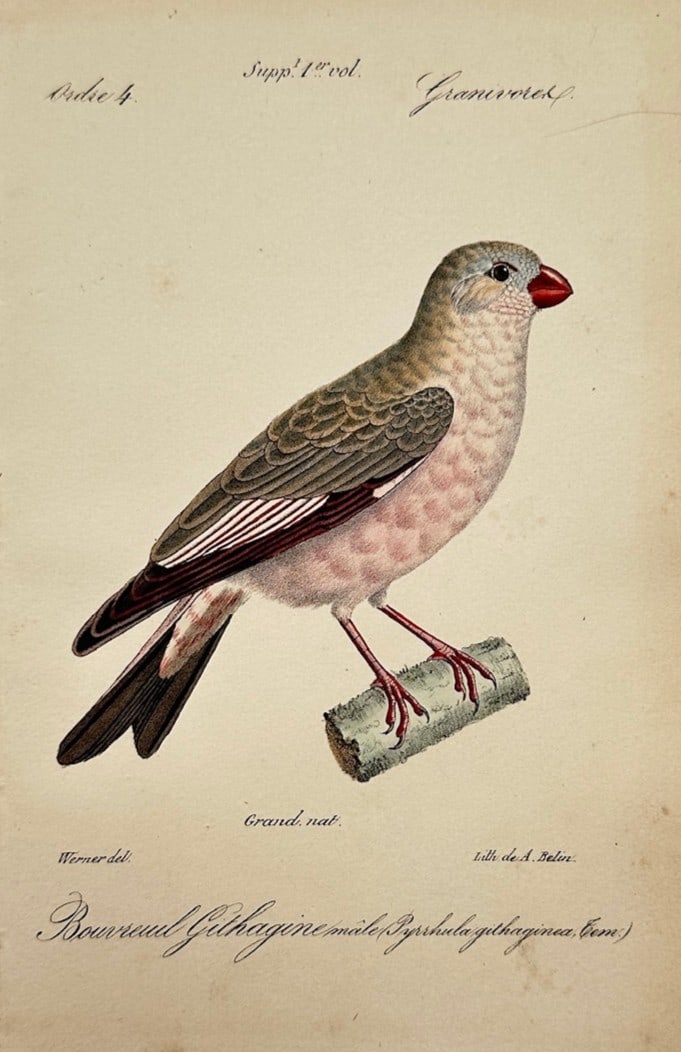 Jean-Charles Werner – Ornithological Study of a Trumpeter Finch (Bouvreuil Githagine mâle): "Bouvreuil Githagine mâle" illustrates a detailed ornithological study documenting a male trumpeter finch, capturing a broad overview of the small passerine bird perched in profile on a simple weathe