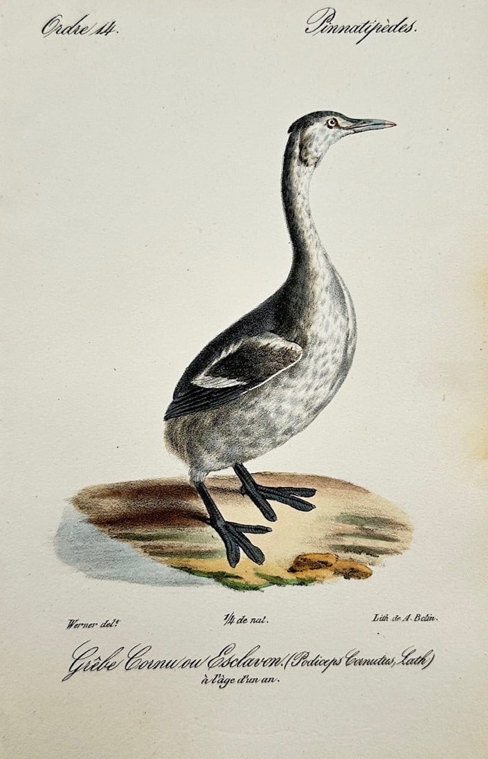 Jean-Charles Werner – Ornithological Study of a Horned Grebe (Grèbe Cornu ou Esclavon) (1 of 2)