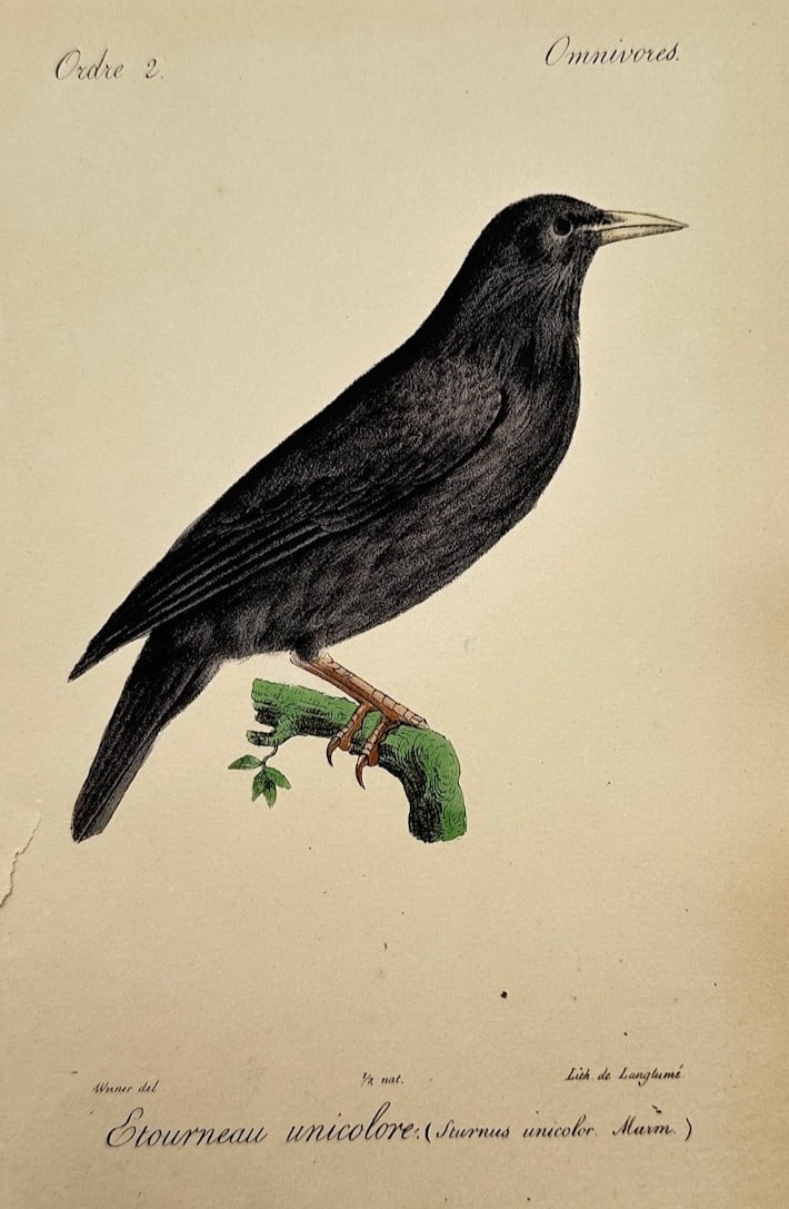 Jean-Charles Werner – Ornithological Study of a Spotless Starling (Étourneau unicolore) (1 of 2)