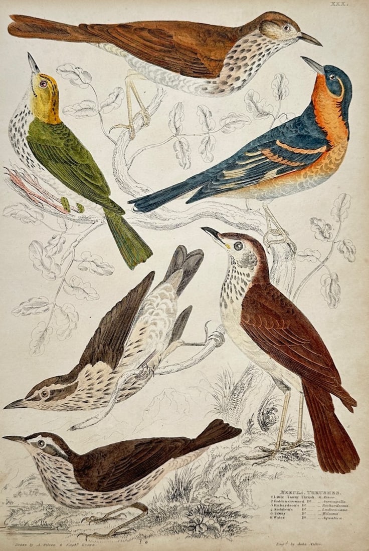 William MacGillivray – Ornithological Study of Merula Thrushes – Hand-colored engraving (c. (1 of 2)