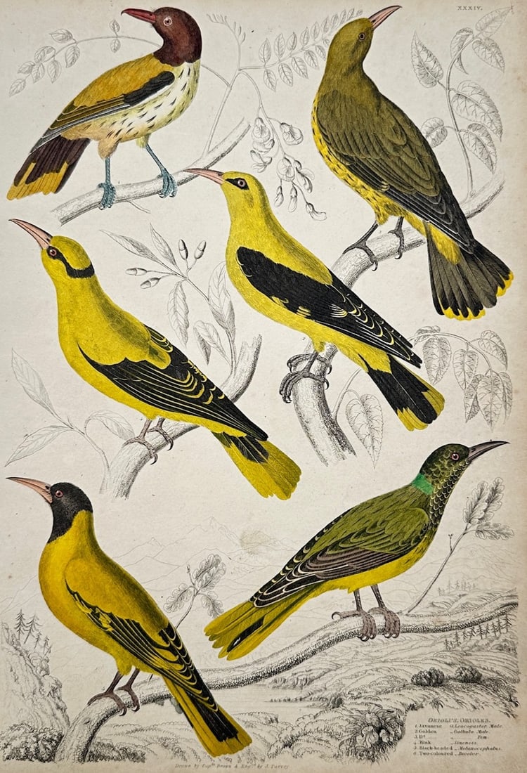 William MacGillivray – Ornithological Study of Orioles (Oriolus) – Hand-colored engraving (c. (1 of 2)