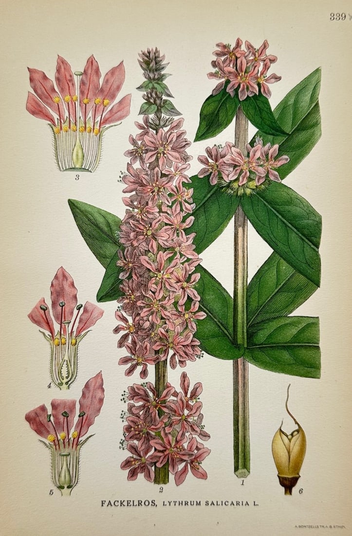 Carl Lindman – Botanical Study of Fackelros (Purple Loosestrife) – Chromolithograph: "Fackelros, Lythrum salicaria L." illustrates a detailed botanical study documenting the purple loosestrife plant, capturing a broad overview of the species through a tall flowering spike packed with 