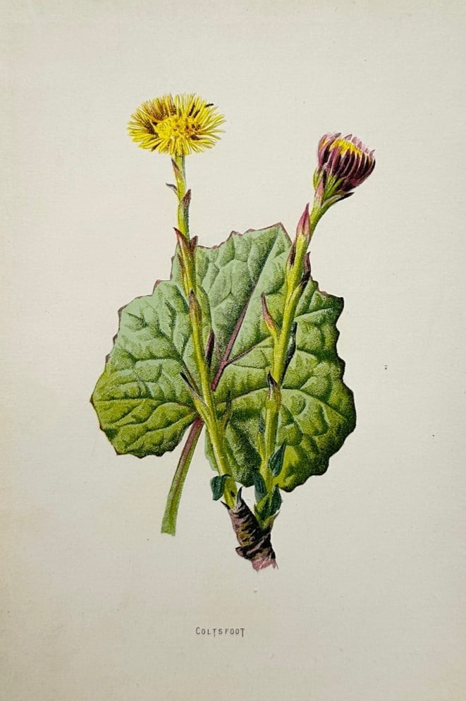Frederick Edward Hulme (1841–1909) – Botanical Study of Coltsfoot – Chromolithograph (c. 1880): "Coltsfoot" illustrates a detailed botanical study documenting the coltsfoot plant, capturing a broad overview of the species through a large, textured green hoof-shaped leaf with prominent veining, p