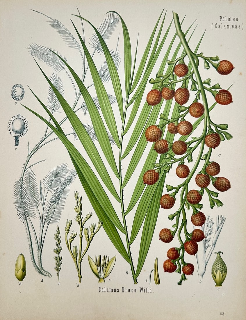 Hermann Adolph Köhler – Botanical Study of Calamus Draco (Dragon's Blood Palm): "Calamus Draco Willd." illustrates a detailed botanical study documenting the dragon's blood palm, capturing a broad overview of the species through an upright pinnate frond leaf with slender pointed 