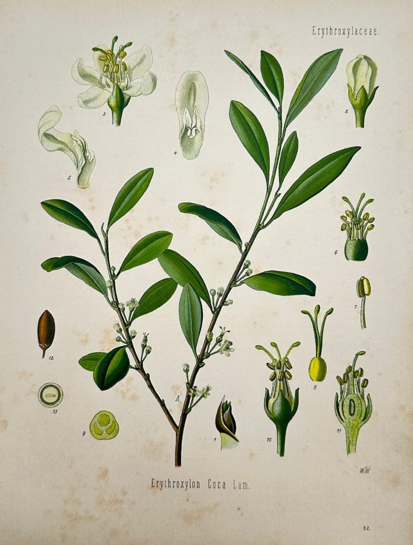 Hermann Adolph Köhler – Botanical Study of Erythroxylon Coca (Coca Plant) – Chromolithograph: "Erythroxylon Coca Lam." illustrates a detailed botanical study documenting the coca plant, capturing a broad overview of the species through branching woody stems lined with simple elliptic green lea