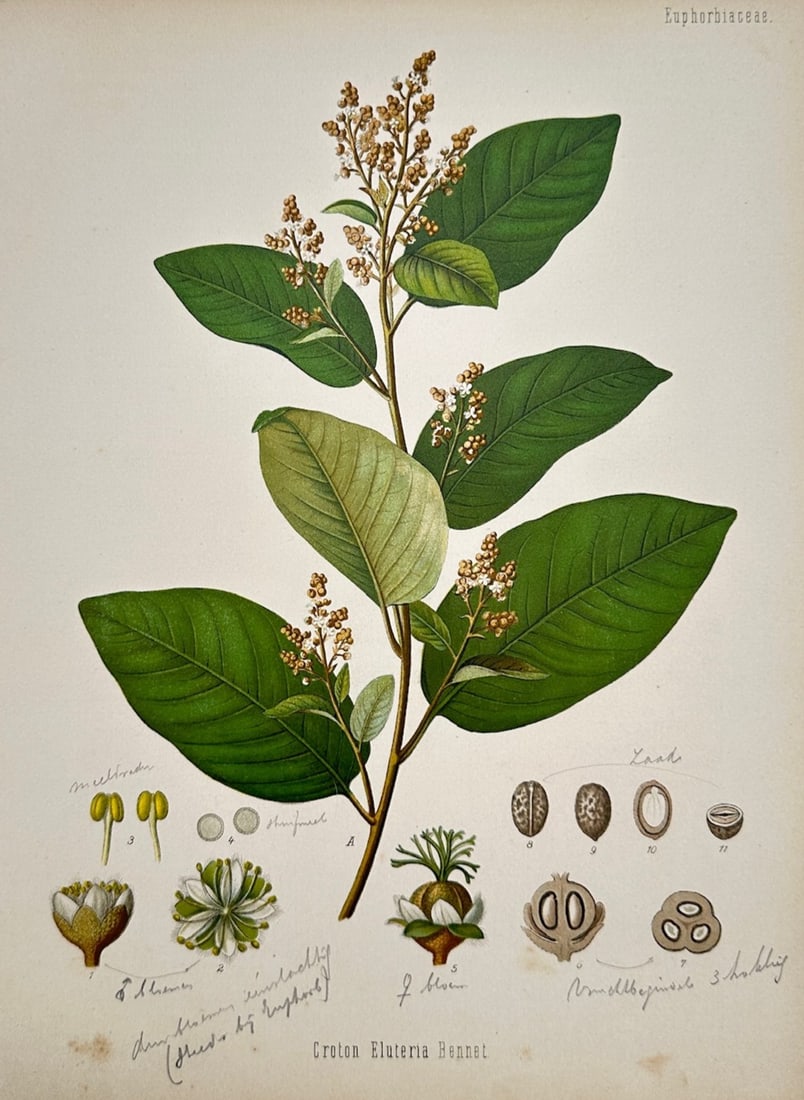 Hermann Adolph Köhler – Botanical Study of Croton Eluteria (Cascarilla) – Chromolithograph: "Croton Eluteria Bennet" illustrates a detailed botanical study documenting the cascarilla plant, capturing a broad overview of the species through an upright branched stem with large ovate green leav
