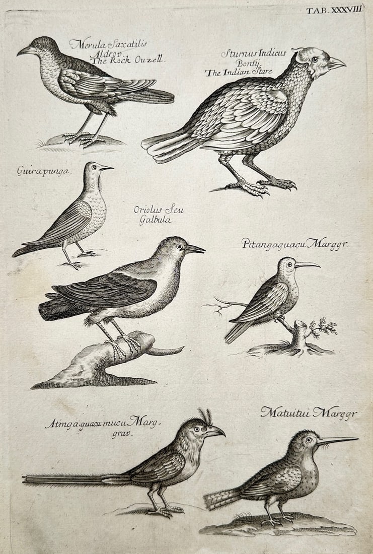John Jonston – Ornithological Study of Perching Birds and Songbirds – Copper engraving (c. 1650) (1 of 2)