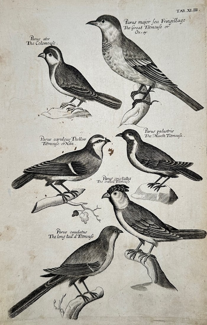 John Jonston – Ornithological Study of Titmice Species – Copper engraving (c. 1650) (1 of 2)
