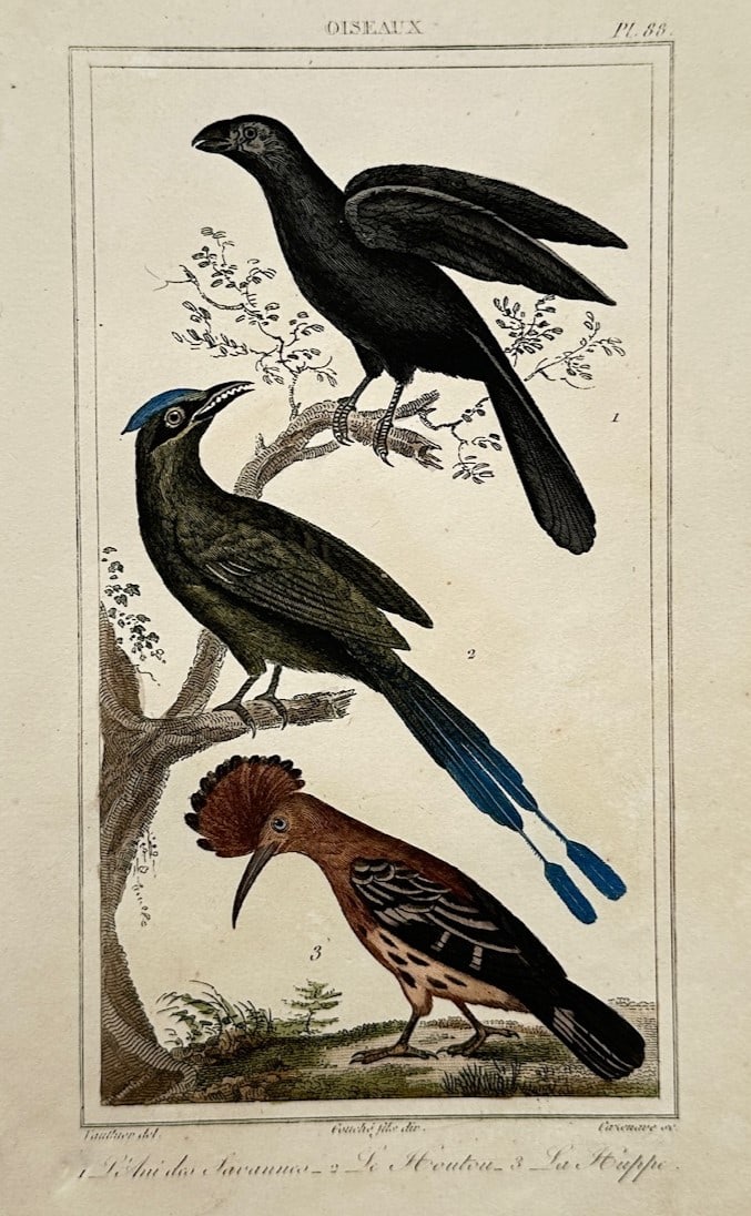 Georges-Louis Leclerc, Comte de Buffon – Ornithological Study of Exotic and European Birds: "1. L'Ani des Savanes, 2. Le Houtou, 3. La Huppe" illustrates a detailed scientific and ornithological study documenting a selection of distinct avian species, capturing a broad overview of their char