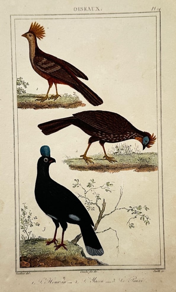 Georges-Louis Leclerc, Comte de Buffon – Ornithological Study of Large Neotropical Gamebirds (1 of 2)