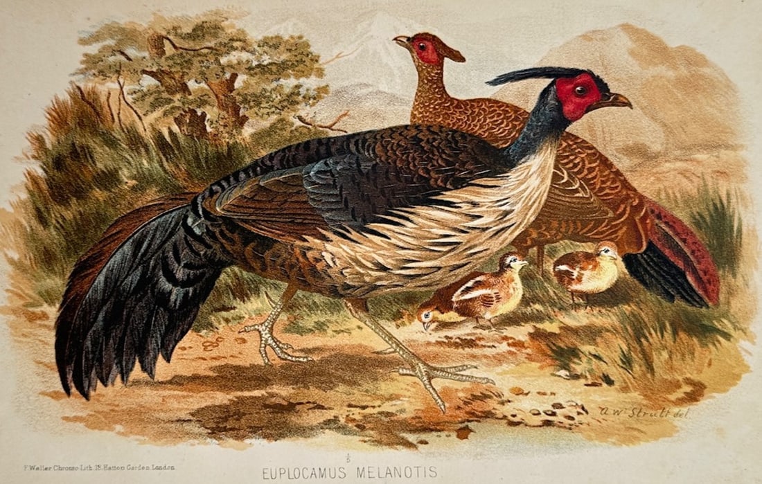 Alfred William Strutt – Ornithological Study of the Black-Backed Kalij Pheasant – (1 of 2)