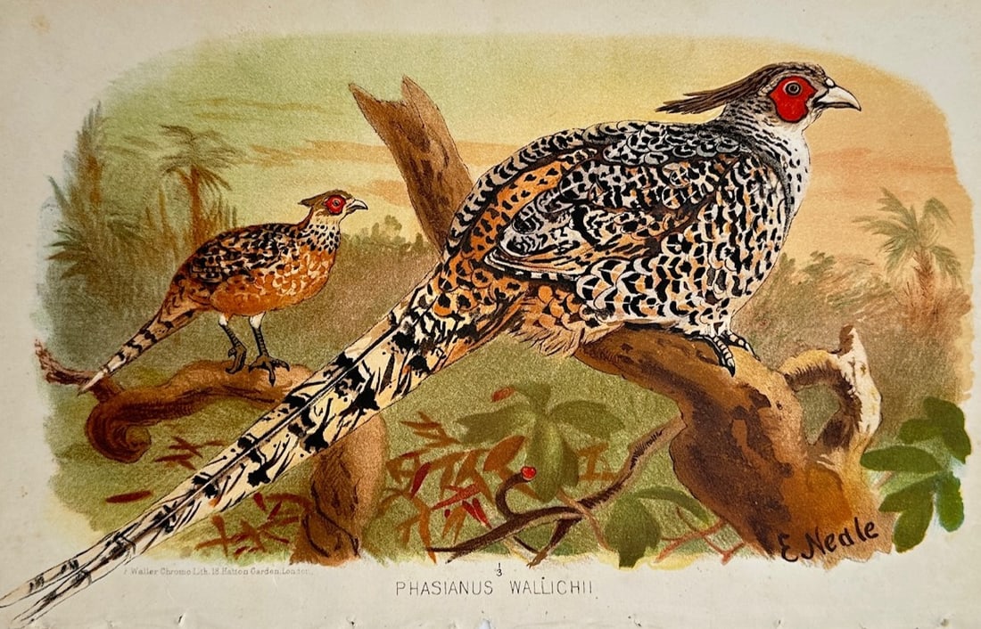 Edward Neale (1833–1904) – Ornithological Study of the Cheer Pheasant – Chromolithograph: "Phasianus Wallichii" illustrates a detailed scientific and ornithological study documenting a pair of cheer pheasants, capturing a broad overview of the species through a large male bird featuring in
