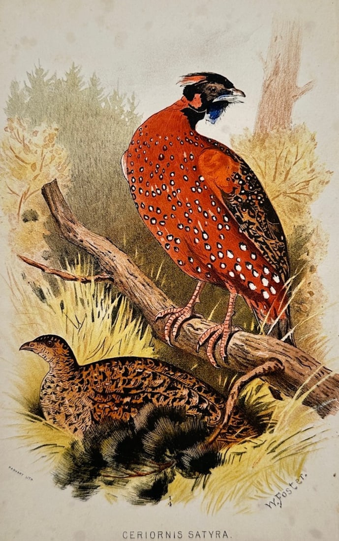 William Foster (1853–1924) – Ornithological Study of the Satyr Tragopan – Chromolithograph (1 of 2)