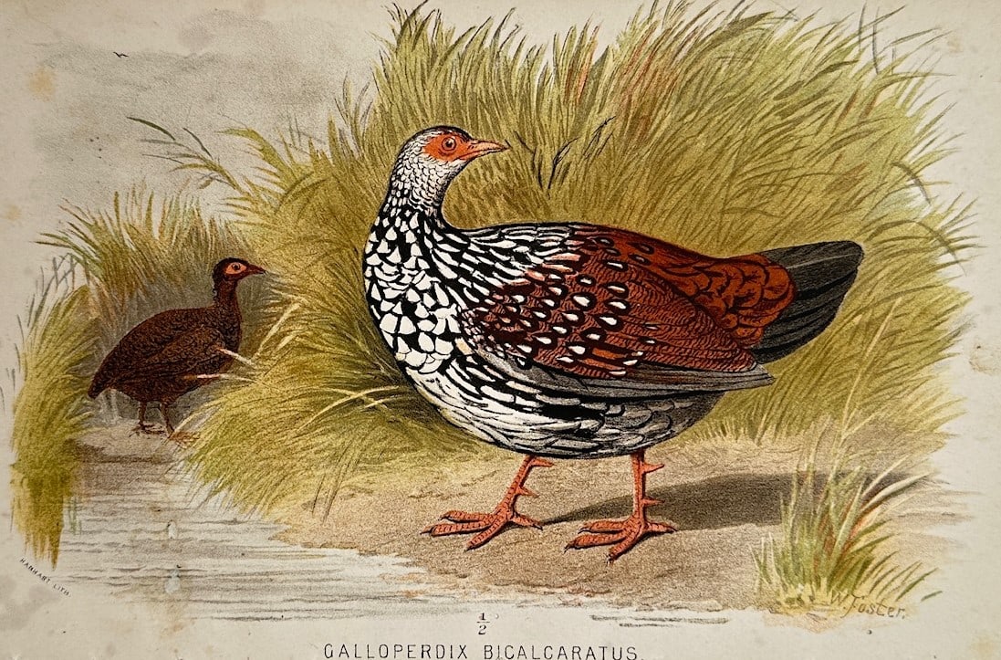 William Foster (1853–1924) – Ornithological Study of the Sri Lanka Spurfowl – Chromolithograph: "Galloperdix Bicalcaratus" illustrates a detailed scientific and ornithological study documenting a pair of Sri Lanka spurfowls, capturing a broad overview of the species through a larger male bird fe