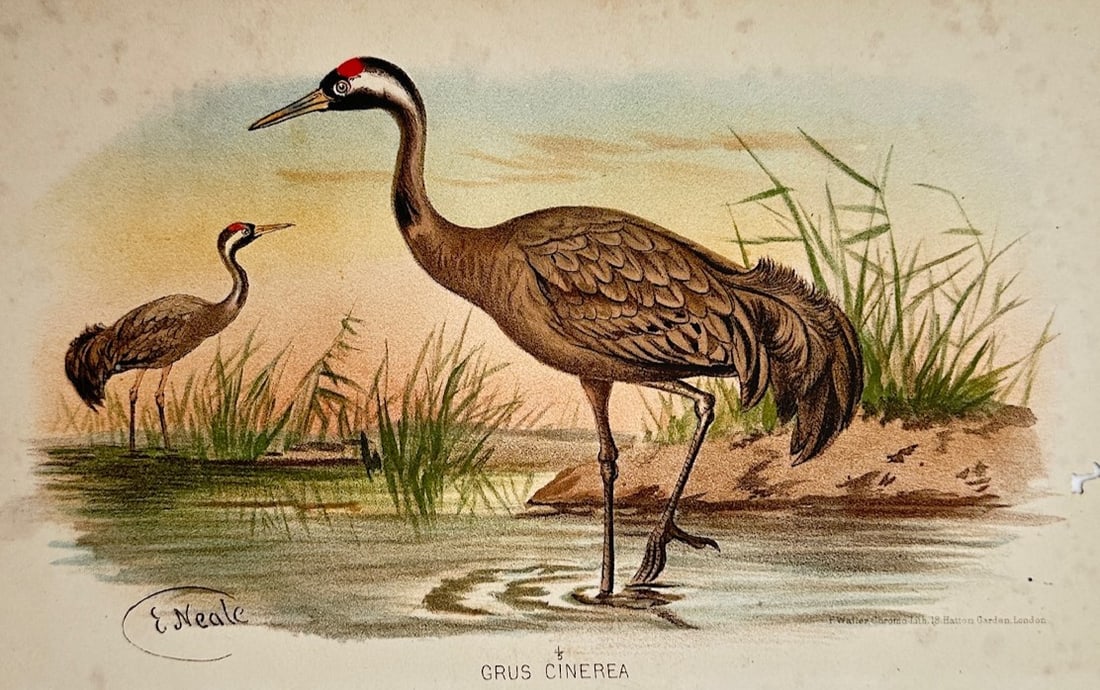 Edward Neale (1833–1904) – Ornithological Study of the Common Crane – Chromolithograph (1881): "Grus Cinerea" illustrates a detailed scientific and ornithological study documenting a pair of common cranes, capturing a broad overview of the species through a prominent crane standing in shallow w