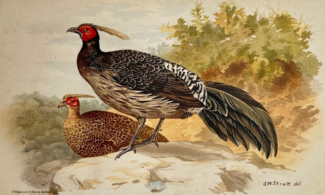 Alfred William Strutt (1856–1924) – Ornithological Study of the Cheer Pheasant Variety (1 of 2)