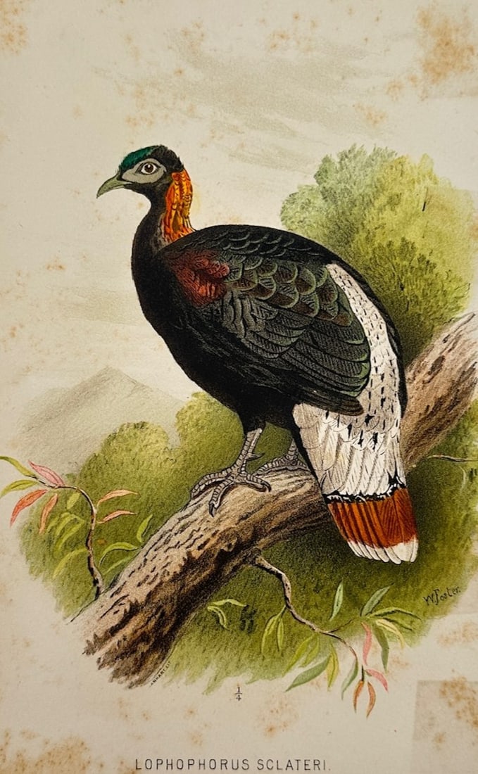 William Foster (1853–1924) – Ornithological Study of Sclater's Monal – Chromolithograph (1880) (1 of 2)