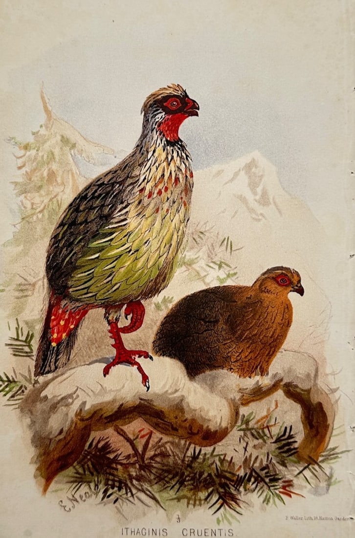 Edward Neale (1833–1904) – Ornithological Study of the Blood Pheasant – Chromolithograph: "Ithaginis Cruentis" illustrates a detailed scientific and ornithological study documenting a pair of blood pheasants, capturing a broad overview of the species through an upright male bird featuring 