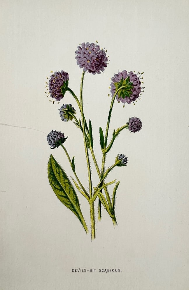 Frederick Edward Hulme (1841–1909) – Botanical Study of Devil's-Bit Scabious – (1 of 2)