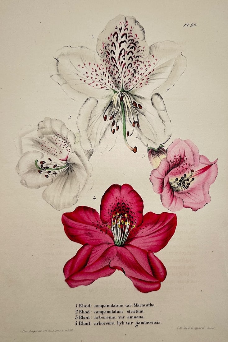 Charles Morren – Botanical Study of Rhododendron Varieties – Hand-coloured lithograph (1 of 2)