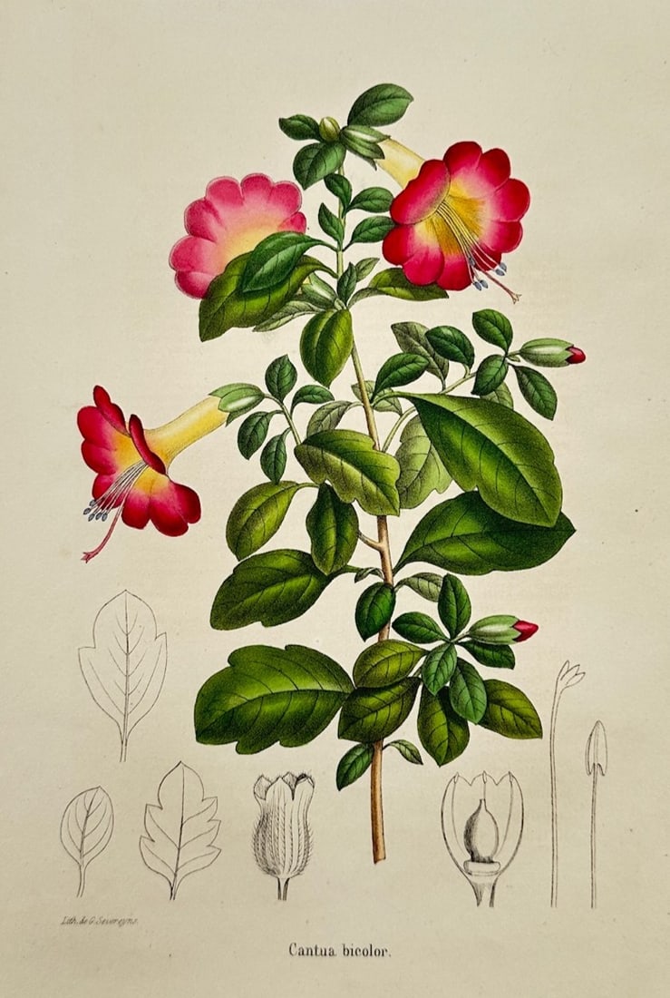 Charles Morren (1807–1858) – Botanical Study of Cantua Bicolor – Hand-coloured lithograph (1 of 2)