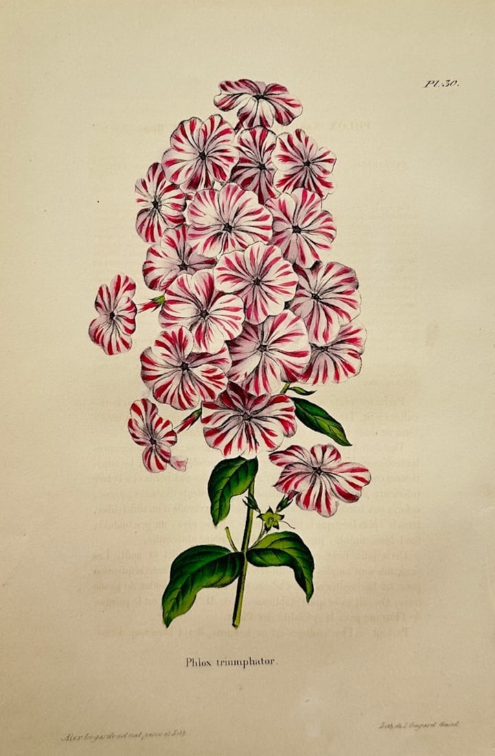 Charles Morren (1807–1858) – Botanical Study of Phlox Triumphator – Hand-coloured lithograph (1 of 2)