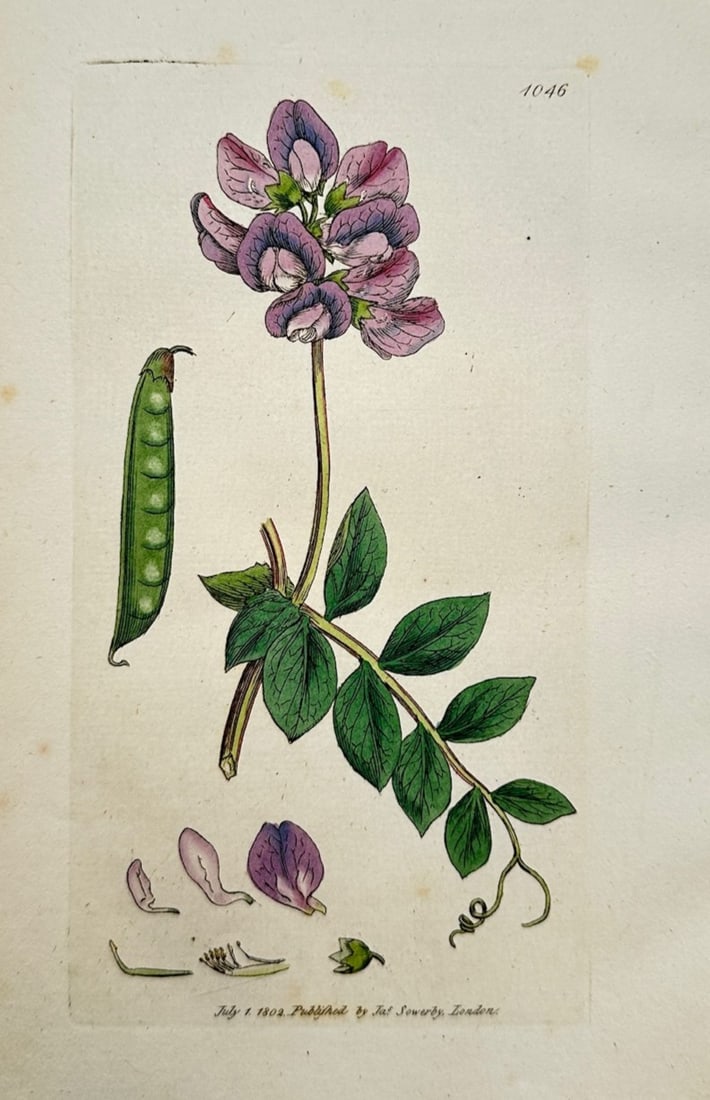 James Sowerby – Botanical Study of the Bitter Vetch – Hand-coloured copper engraving (1802): "Orobus Sylvaticus" illustrates a detailed scientific and botanical study documenting a wood bitter vetch plant, capturing a broad overview of the species through an upright flowering stem bearing pin