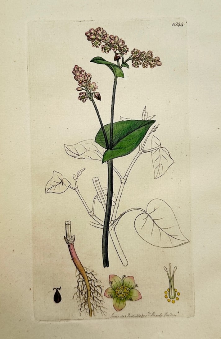 James Sowerby – Botanical Study of Buckwheat – Hand-coloured copper engraving (1802) (1 of 2)