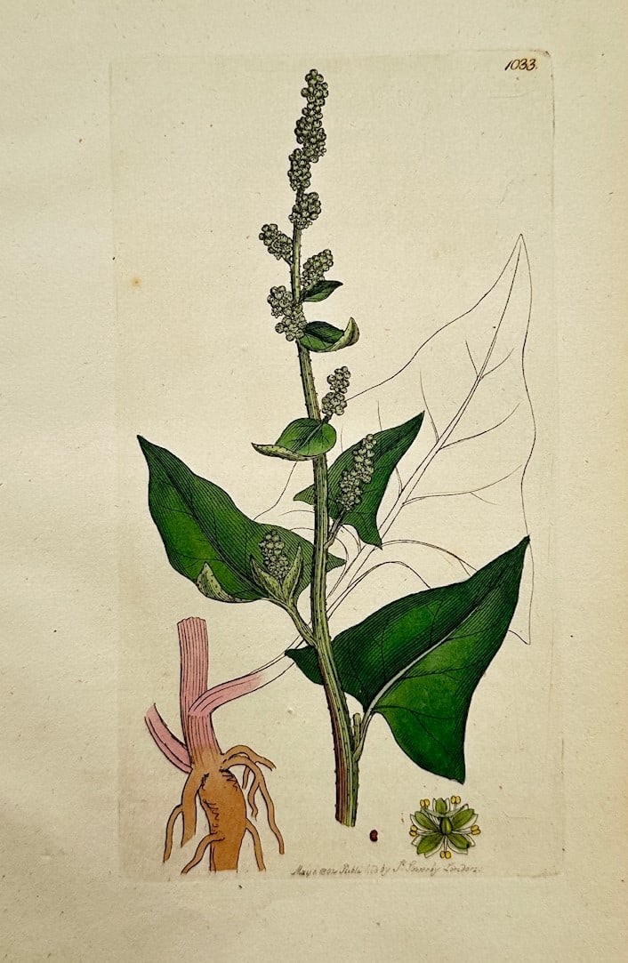 James Sowerby – Botanical Study of Perennial Goosefoot – Hand-coloured copper engraving (1802) (1 of 2)