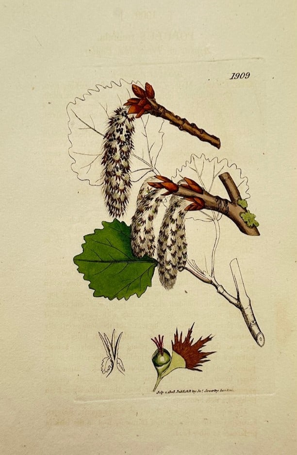James Sowerby – Botanical Study of the Aspen – Hand-coloured copper engraving (1808) (1 of 2)