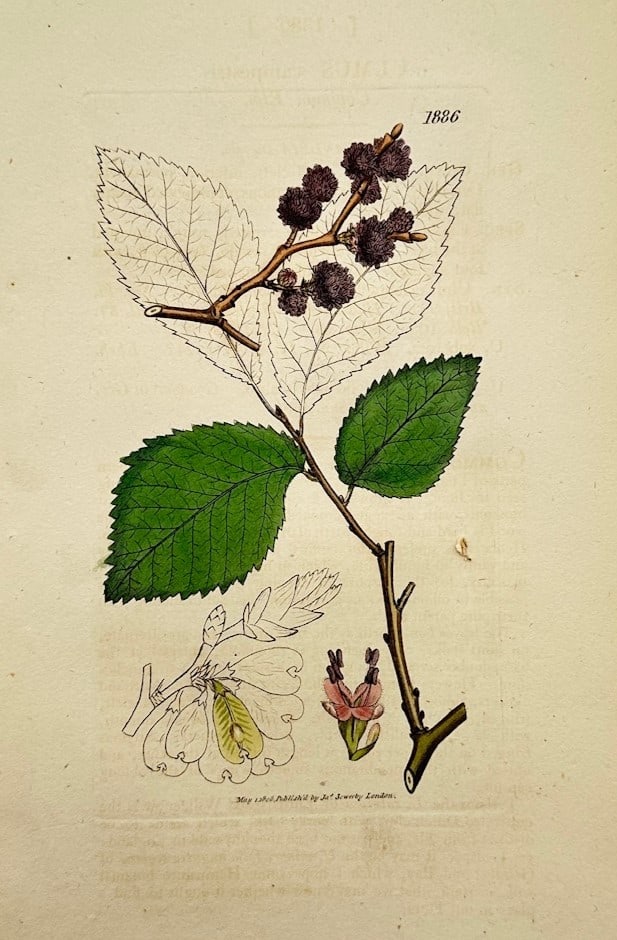 James Sowerby – Botanical Study of the Wych Elm – Hand-coloured copper engraving (1808) (1 of 2)