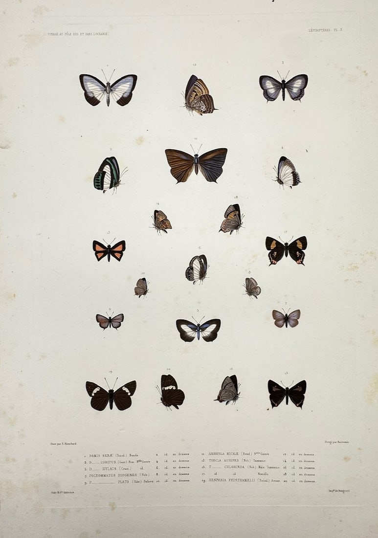 Casimir Gide – Entomological Study of Lepidoptera (Butterflies) – Steel engraving (1 of 2)