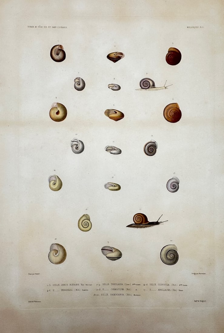Casimir Gide – Malacological Study of Gastropods (Snails) – Steel engraving with hand-colouring (1 of 2)