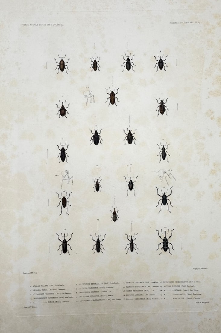 Casimir Gide – Entomological Study of Coleopterous Insects (Beetles) – Steel engraving (1 of 2)