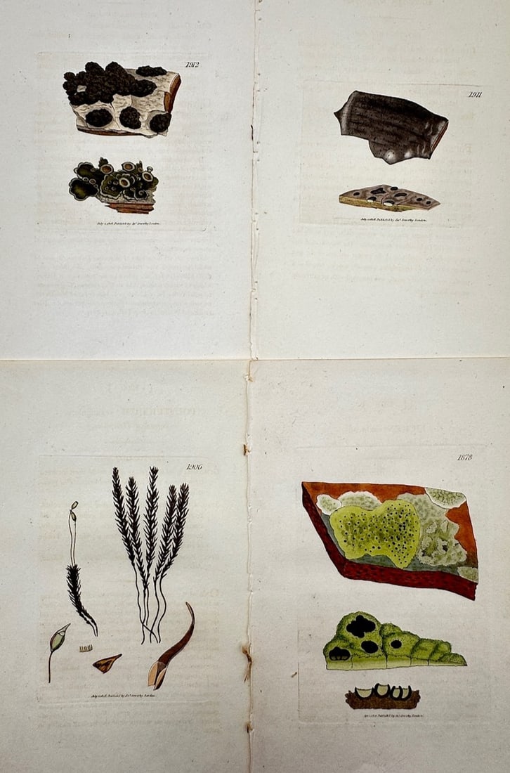 James Sowerby – Set of 4: Cryptogamic Botanical Studies of Lichens and Mosses (1 of 2)