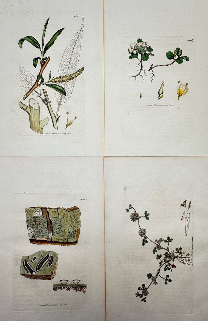 James Sowerby – Set of 4: Botanical Studies of Trees, Lichens, and Wildflowers: "English Botany" illustrates a detailed scientific and botanical study documenting various species of native British flora, capturing a broad overview of diverse plant groups through four separate ill