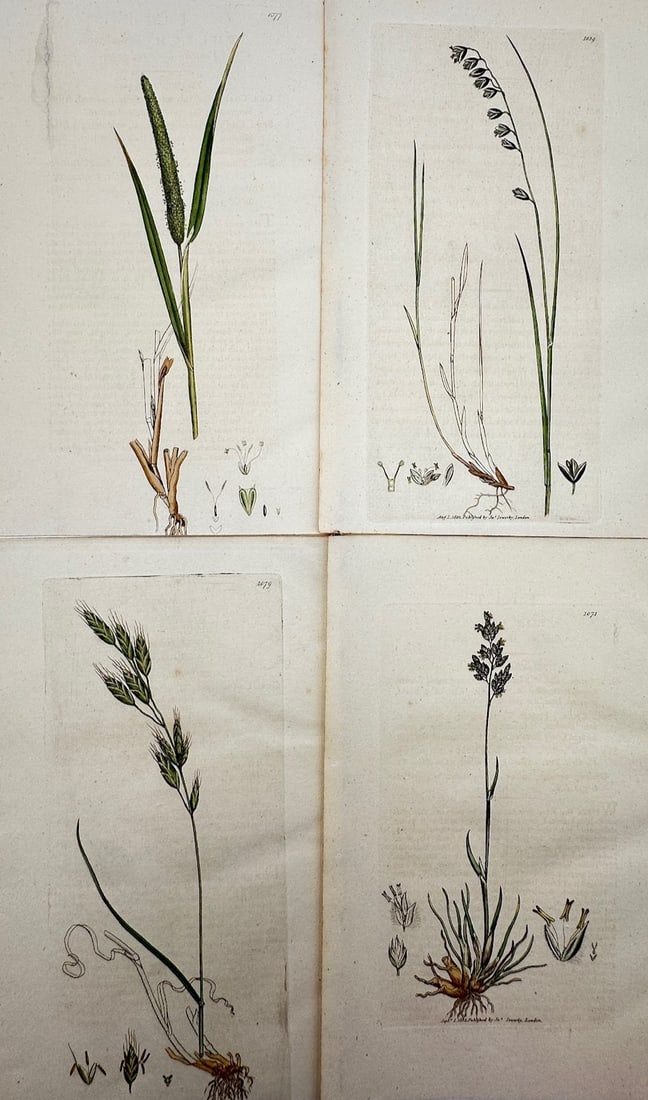 James Sowerby – Set of 4: Botanical Studies of Grasses and Sedges: "English Botany" illustrates a detailed scientific and botanical study documenting various species of native British graminoids, capturing a broad overview of grasses, rushes, and sedges through four 