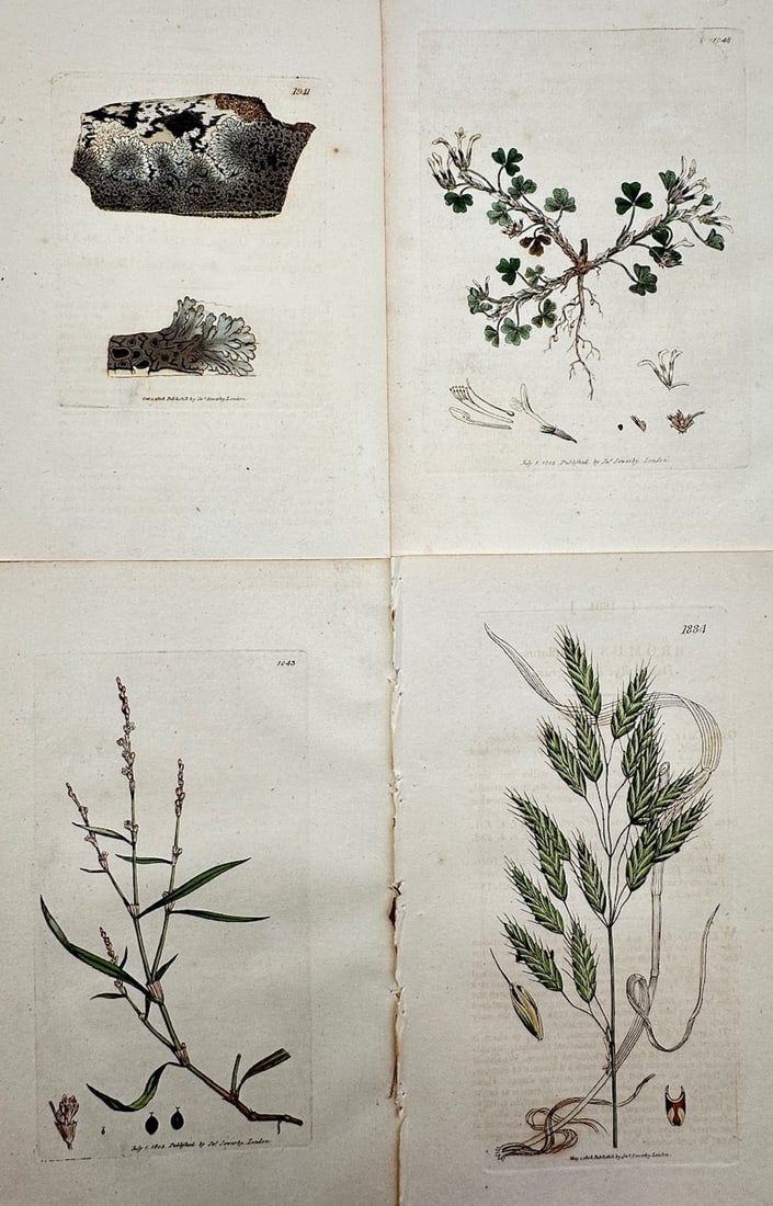 James Sowerby – Set of 4: Botanical Studies of Wildflowers, Lichens, and Grasses: "English Botany" illustrates a detailed scientific and botanical study documenting various species of native British flora, capturing a broad overview of diverse plant forms through four separate illu
