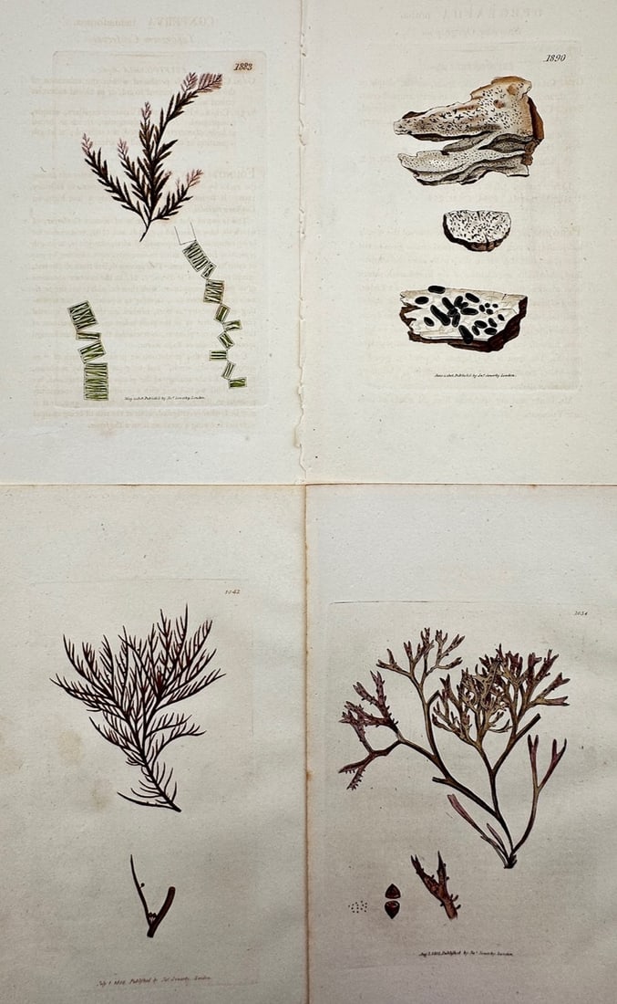 James Sowerby – Set of 4: Algological and Cryptogamic Botanical Studies of Seaweeds and Lichens: "English Botany" illustrates a detailed scientific, algological, and cryptogamic study documenting various species of native British marine algae (seaweeds) and lichens, capturing a broad overview of 
