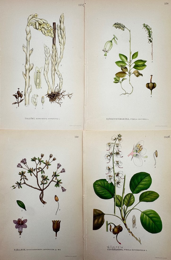 Carl Lindman – Set of 4: Botanical Studies of Nordic Wildflowers – Color lithographs (1 of 2)