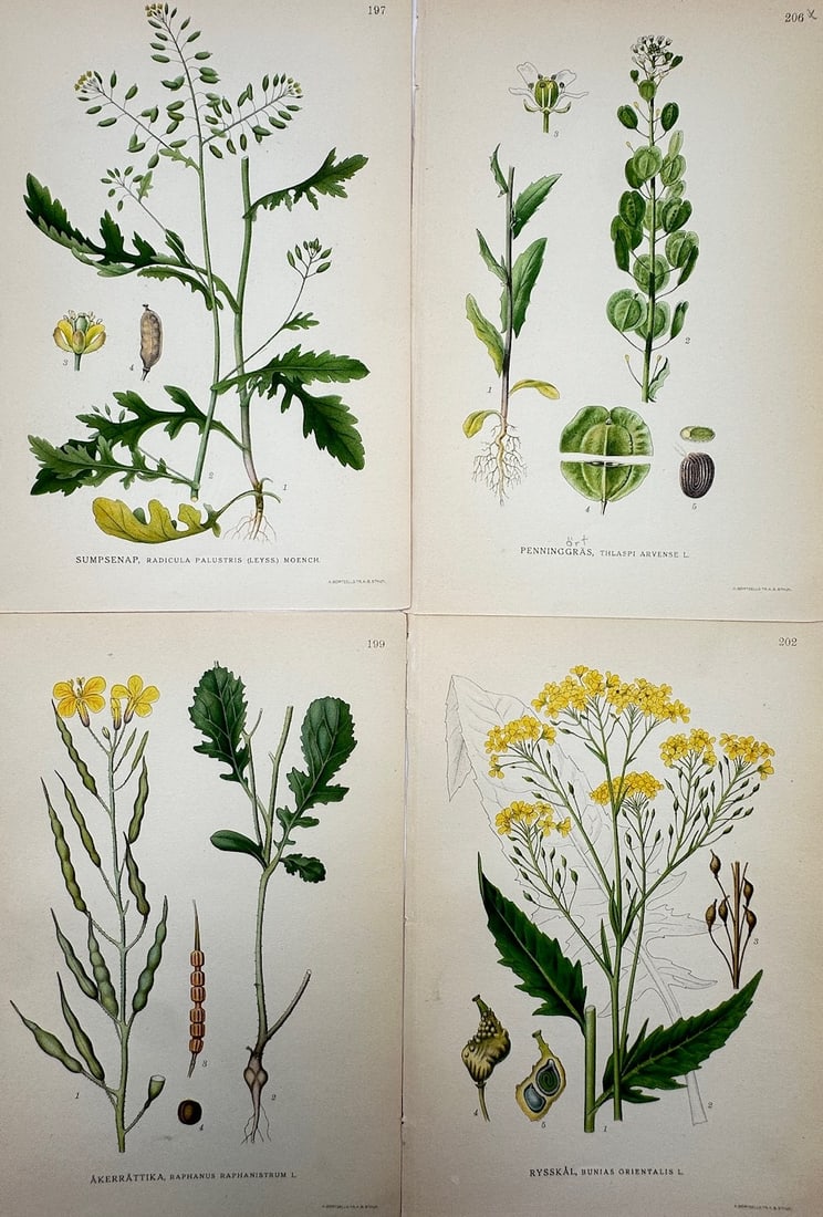 Carl Lindman – Set of 4: Botanical Studies of Brassicaceae (Mustard Family) Wildflowers (1 of 2)