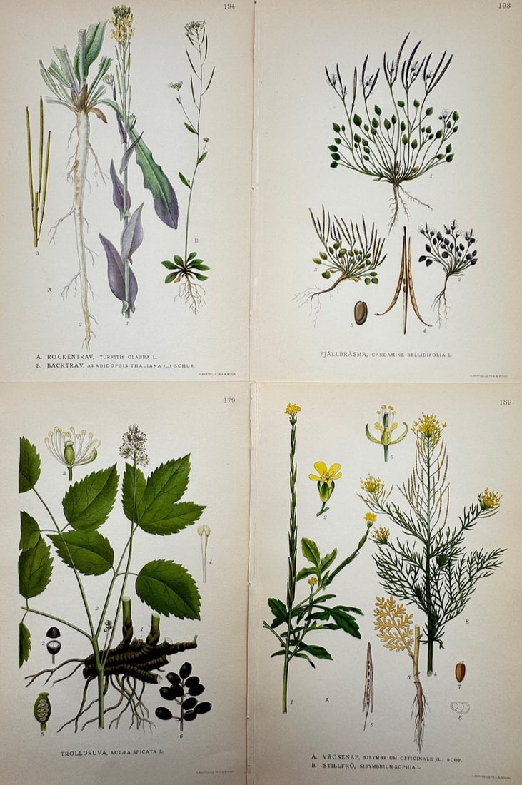 Carl Lindman – Set of 4: Botanical Studies of Scandinavian Wildflowers – Color lithographs (1 of 2)