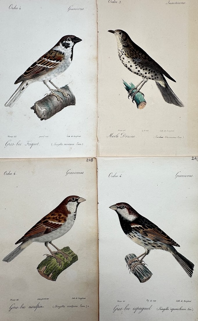 Jean-Charles Werner – Set of 4: Ornithological Studies of European Sparrows and Thrushes: "Histoire Naturelle des Oiseaux d'Europe" illustrates a detailed scientific and ornithological study documenting various indigenous songbirds, capturing a broad overview of European passerine species 