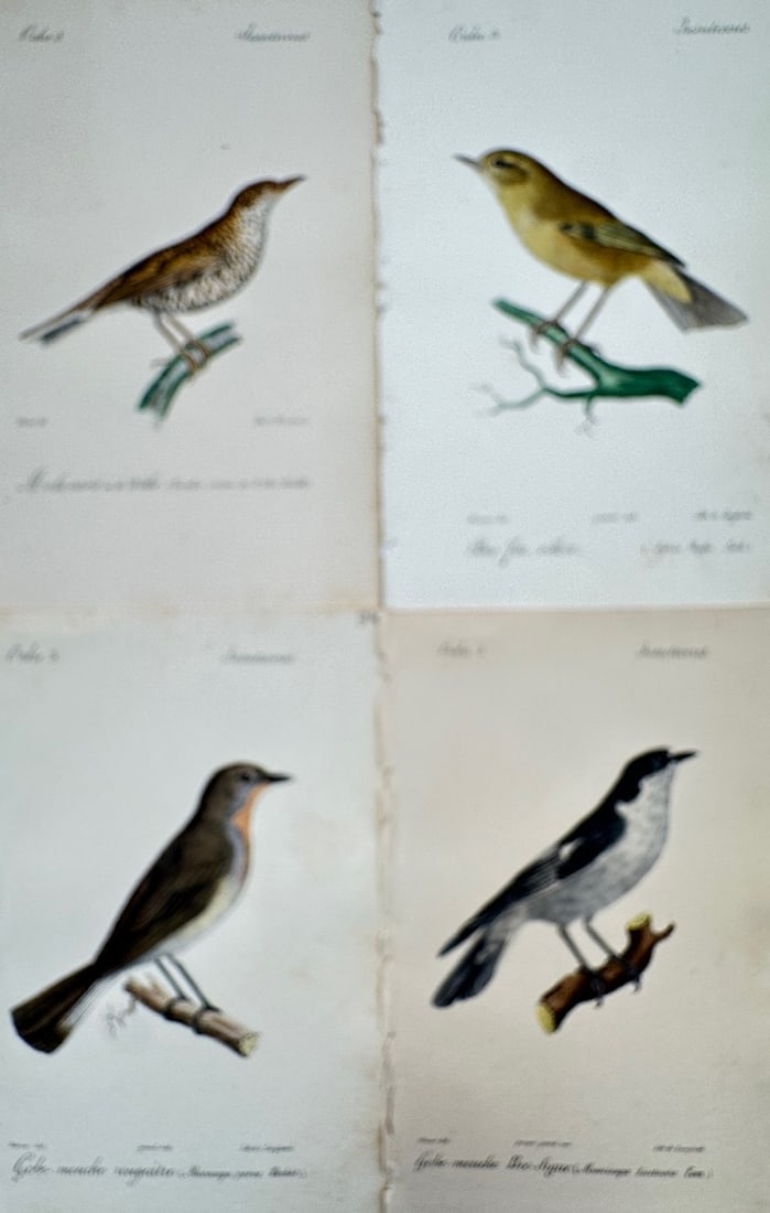 Jean-Charles Werner – Set of 4: Ornithological Studies of European Flycatchers and Warblers (1 of 2)