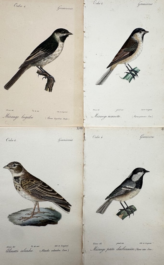 Jean-Charles Werner – Set of 4: Ornithological Studies of European Titmice and Larks (1 of 2)